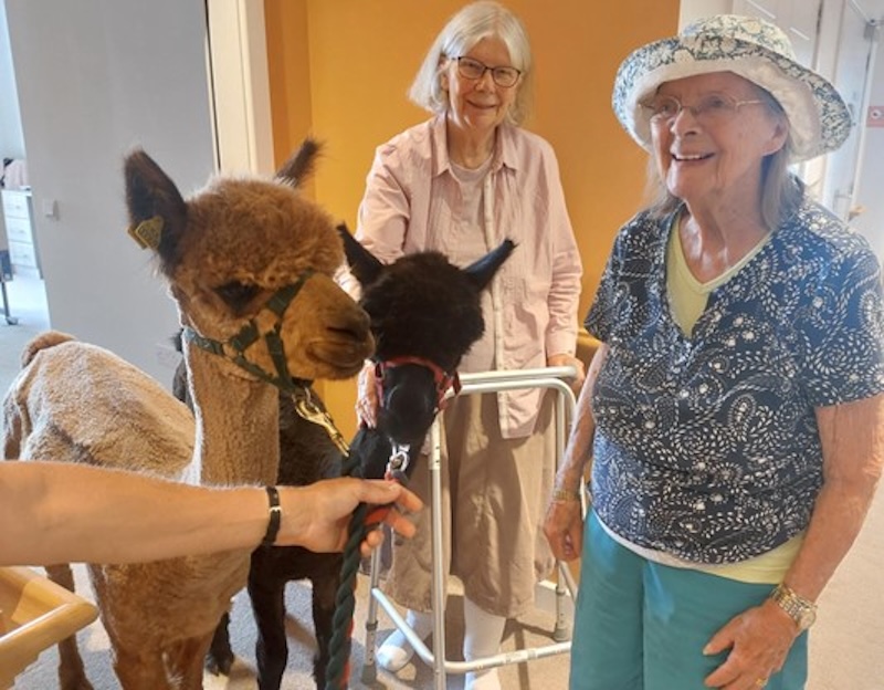 our residents stood with two alpacas
