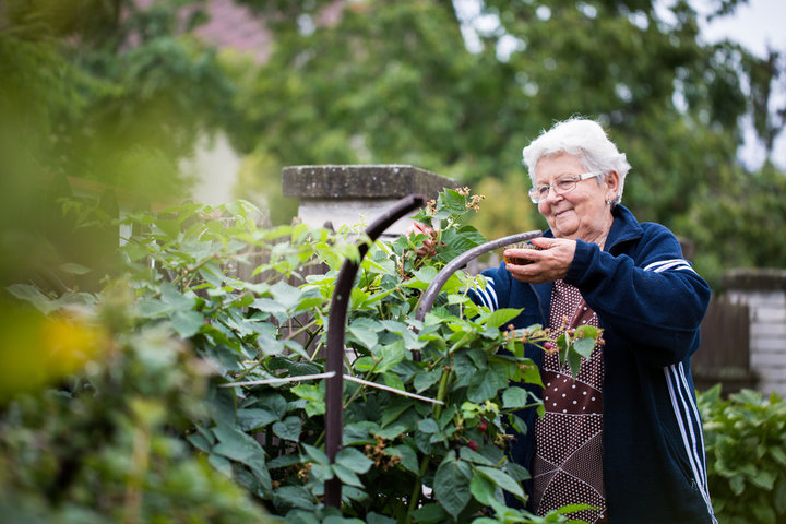 Senior woman gardening at her garden, take care of her plants