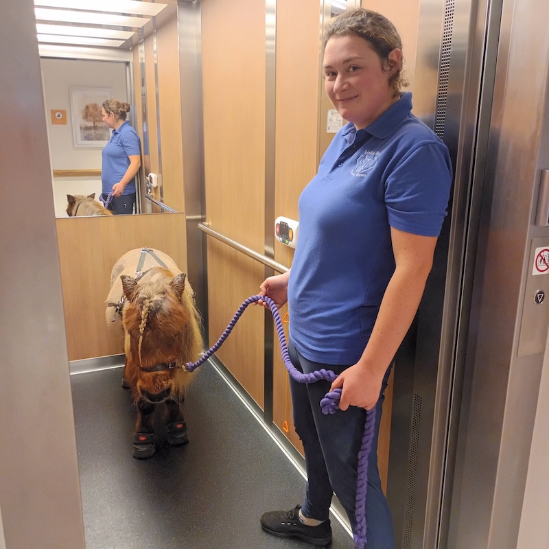 woman wearing a blue uniform stood in the life with a therapy pony